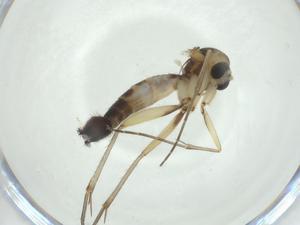  ( - CBG-A24780-E02)  @11 [ ] CreativeCommons - Attribution Share - Alike (2024) Centre for Biodiversity Genomics Centre for Biodiversity Genomics