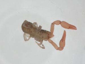  ( - CBG-A24781-A04)  @11 [ ] CreativeCommons - Attribution Share - Alike (2024) Centre for Biodiversity Genomics Centre for Biodiversity Genomics