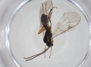  ( - CBG-A24781-F06)  @11 [ ] CreativeCommons - Attribution Share - Alike (2024) Centre for Biodiversity Genomics Centre for Biodiversity Genomics