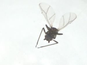  ( - CBG-A24782-C01)  @11 [ ] CreativeCommons - Attribution Share - Alike (2024) Centre for Biodiversity Genomics Centre for Biodiversity Genomics