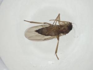  ( - CBG-A24782-C03)  @11 [ ] CreativeCommons - Attribution Share - Alike (2024) Centre for Biodiversity Genomics Centre for Biodiversity Genomics