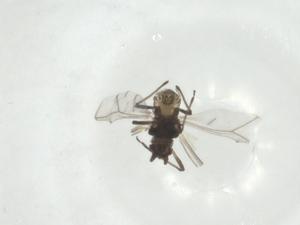  ( - CBG-A24782-G04)  @11 [ ] CreativeCommons - Attribution Share - Alike (2024) Centre for Biodiversity Genomics Centre for Biodiversity Genomics