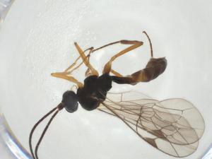  ( - CBG-A24782-G09)  @11 [ ] CreativeCommons - Attribution Share - Alike (2024) Centre for Biodiversity Genomics Centre for Biodiversity Genomics