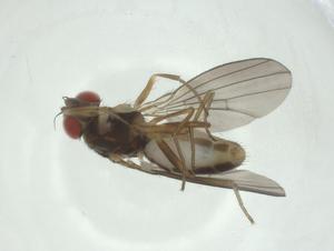  ( - CBG-A24783-B03)  @11 [ ] CreativeCommons - Attribution Share - Alike (2024) Centre for Biodiversity Genomics Centre for Biodiversity Genomics