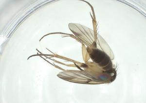  ( - CBG-A24783-G01)  @11 [ ] CreativeCommons - Attribution Share - Alike (2024) Centre for Biodiversity Genomics Centre for Biodiversity Genomics