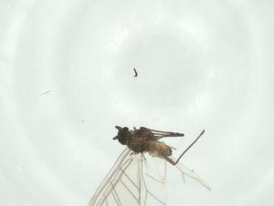  ( - CBG-A24783-G11)  @11 [ ] CreativeCommons - Attribution Share - Alike (2024) Centre for Biodiversity Genomics Centre for Biodiversity Genomics