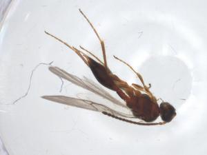  ( - CBG-A25815-G07)  @11 [ ] CreativeCommons - Attribution Share - Alike (2024) Centre for Biodiversity Genomics Centre for Biodiversity Genomics