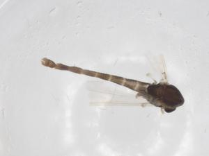  ( - CBG-A25822-D03)  @11 [ ] CreativeCommons - Attribution Share - Alike (2024) Centre for Biodiversity Genomics Centre for Biodiversity Genomics