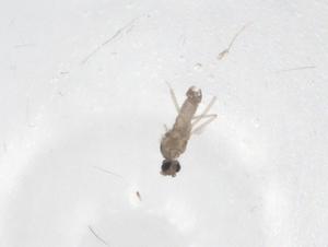  ( - CBG-A25825-B02)  @11 [ ] CreativeCommons - Attribution Share - Alike (2024) Centre for Biodiversity Genomics Centre for Biodiversity Genomics