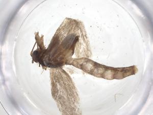  ( - CBG-A25825-F01)  @11 [ ] CreativeCommons - Attribution Share - Alike (2024) Centre for Biodiversity Genomics Centre for Biodiversity Genomics