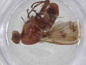  ( - CBG-A25826-D03)  @11 [ ] CreativeCommons - Attribution Share - Alike (2024) Centre for Biodiversity Genomics Centre for Biodiversity Genomics