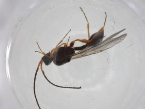  ( - CBG-A25827-B03)  @11 [ ] CreativeCommons - Attribution Share - Alike (2024) Centre for Biodiversity Genomics Centre for Biodiversity Genomics