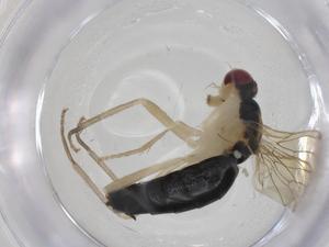  ( - CBG-A25827-C06)  @11 [ ] CreativeCommons - Attribution Share - Alike (2024) Centre for Biodiversity Genomics Centre for Biodiversity Genomics