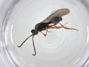  ( - CBG-A25827-E01)  @11 [ ] CreativeCommons - Attribution Share - Alike (2024) Centre for Biodiversity Genomics Centre for Biodiversity Genomics