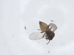  ( - CBG-A25829-D10)  @11 [ ] CreativeCommons - Attribution Share - Alike (2024) Centre for Biodiversity Genomics Centre for Biodiversity Genomics