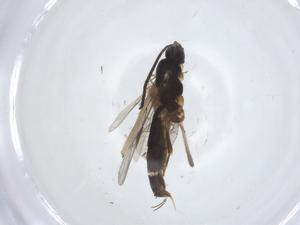  ( - CBG-A25829-F08)  @11 [ ] CreativeCommons - Attribution Share - Alike (2024) Centre for Biodiversity Genomics Centre for Biodiversity Genomics