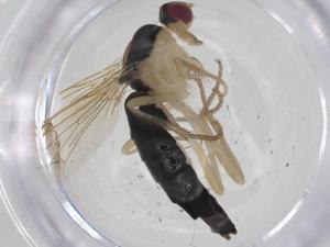  ( - CBG-A25830-F11)  @11 [ ] CreativeCommons - Attribution Share - Alike (2024) Centre for Biodiversity Genomics Centre for Biodiversity Genomics