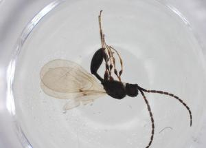  ( - CBG-A25830-G10)  @11 [ ] CreativeCommons - Attribution Share - Alike (2024) Centre for Biodiversity Genomics Centre for Biodiversity Genomics