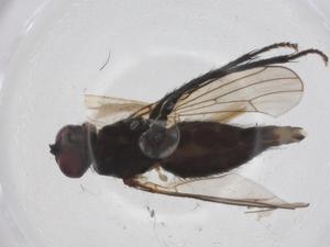  ( - CBG-A25831-D10)  @11 [ ] CreativeCommons - Attribution Share - Alike (2024) Centre for Biodiversity Genomics Centre for Biodiversity Genomics