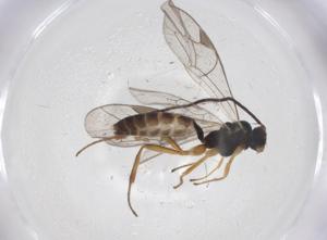  ( - CBG-A25831-E04)  @11 [ ] CreativeCommons - Attribution Share - Alike (2024) Centre for Biodiversity Genomics Centre for Biodiversity Genomics