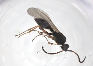  ( - CBG-A25831-H04)  @11 [ ] CreativeCommons - Attribution Share - Alike (2024) Centre for Biodiversity Genomics Centre for Biodiversity Genomics