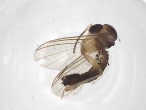  (Trichonta delicata - CBG-A25831-H06)  @11 [ ] CreativeCommons - Attribution Share - Alike (2024) Centre for Biodiversity Genomics Centre for Biodiversity Genomics