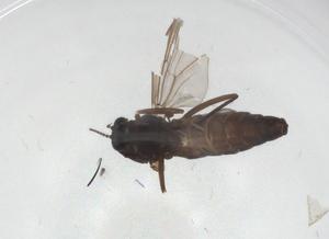  ( - CBG-A25833-B01)  @11 [ ] CreativeCommons - Attribution Share - Alike (2024) Centre for Biodiversity Genomics Centre for Biodiversity Genomics