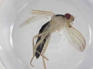  ( - CBG-A25836-B04)  @11 [ ] CreativeCommons - Attribution Share - Alike (2024) Centre for Biodiversity Genomics Centre for Biodiversity Genomics