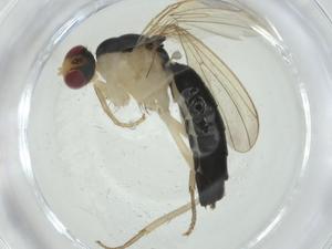  ( - CBG-A25839-F04)  @11 [ ] CreativeCommons - Attribution Share - Alike (2024) Centre for Biodiversity Genomics Centre for Biodiversity Genomics