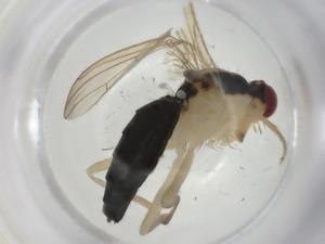  ( - CBG-A25840-A08)  @11 [ ] CreativeCommons - Attribution Share - Alike (2024) Centre for Biodiversity Genomics Centre for Biodiversity Genomics