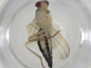  ( - CBG-A25840-B07)  @11 [ ] CreativeCommons - Attribution Share - Alike (2024) Centre for Biodiversity Genomics Centre for Biodiversity Genomics