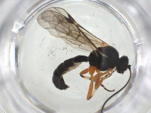  ( - CBG-A25840-G01)  @11 [ ] CreativeCommons - Attribution Share - Alike (2024) Centre for Biodiversity Genomics Centre for Biodiversity Genomics