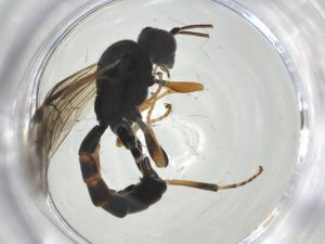  ( - CBG-A25840-H09)  @11 [ ] CreativeCommons - Attribution Share - Alike (2024) Centre for Biodiversity Genomics Centre for Biodiversity Genomics