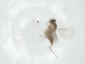  ( - CBG-A25842-C03)  @11 [ ] CreativeCommons - Attribution Share - Alike (2024) Centre for Biodiversity Genomics Centre for Biodiversity Genomics