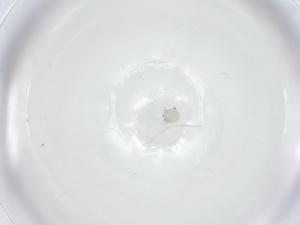  ( - CBG-A25842-D04)  @11 [ ] CreativeCommons - Attribution Share - Alike (2024) Centre for Biodiversity Genomics Centre for Biodiversity Genomics