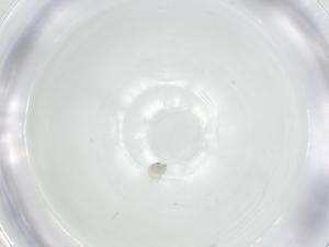  (Arrenurus hungerfordi - CBG-A25842-E11)  @11 [ ] CreativeCommons - Attribution Share - Alike (2024) Centre for Biodiversity Genomics Centre for Biodiversity Genomics