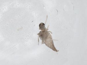  ( - CBG-A25843-B07)  @11 [ ] CreativeCommons - Attribution Share - Alike (2024) Centre for Biodiversity Genomics Centre for Biodiversity Genomics