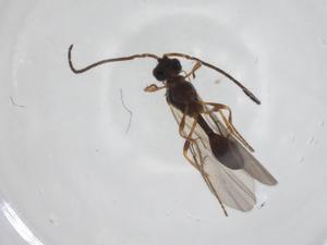  ( - CBG-A25843-F11)  @11 [ ] CreativeCommons - Attribution Share - Alike (2024) Centre for Biodiversity Genomics Centre for Biodiversity Genomics