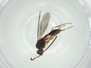  ( - CBG-A25847-E12)  @11 [ ] CreativeCommons - Attribution Share - Alike (2024) Centre for Biodiversity Genomics Centre for Biodiversity Genomics