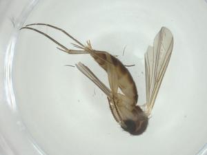  ( - CBG-A25847-F10)  @11 [ ] CreativeCommons - Attribution Share - Alike (2024) Centre for Biodiversity Genomics Centre for Biodiversity Genomics