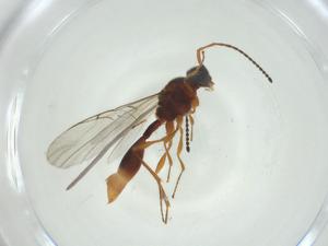  ( - CBG-A25847-F11)  @11 [ ] CreativeCommons - Attribution Share - Alike (2024) Centre for Biodiversity Genomics Centre for Biodiversity Genomics