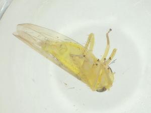  ( - CBG-A25850-B04)  @11 [ ] CreativeCommons - Attribution Share - Alike (2024) Centre for Biodiversity Genomics Centre for Biodiversity Genomics