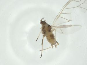  ( - CBG-A25850-F09)  @11 [ ] CreativeCommons - Attribution Share - Alike (2024) Centre for Biodiversity Genomics Centre for Biodiversity Genomics