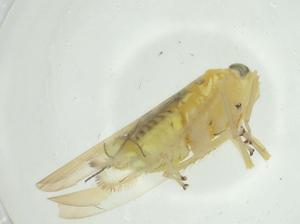  (Kybos empusa - CBG-A25850-F11)  @11 [ ] CreativeCommons - Attribution Share - Alike (2024) Centre for Biodiversity Genomics Centre for Biodiversity Genomics