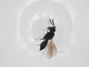  ( - CBG-A25851-D04)  @11 [ ] CreativeCommons - Attribution Share - Alike (2024) Centre for Biodiversity Genomics Centre for Biodiversity Genomics