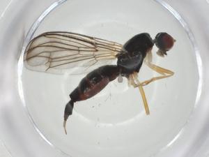  ( - CBG-A25852-D04)  @11 [ ] CreativeCommons - Attribution Share - Alike (2024) Centre for Biodiversity Genomics Centre for Biodiversity Genomics