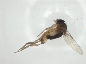  ( - CBG-A25852-E03)  @11 [ ] CreativeCommons - Attribution Share - Alike (2024) Centre for Biodiversity Genomics Centre for Biodiversity Genomics