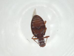  ( - CBG-A25852-E12)  @11 [ ] CreativeCommons - Attribution Share - Alike (2024) Centre for Biodiversity Genomics Centre for Biodiversity Genomics