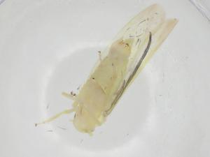  ( - CBG-A25854-B10)  @11 [ ] CreativeCommons - Attribution Share - Alike (2024) Centre for Biodiversity Genomics Centre for Biodiversity Genomics