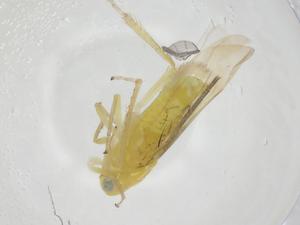  ( - CBG-A25854-D03)  @11 [ ] CreativeCommons - Attribution Share - Alike (2024) Centre for Biodiversity Genomics Centre for Biodiversity Genomics